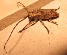 Image of Long-horned beetle