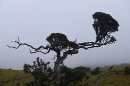 Image of Rhododendron arboreum subsp. zeylanicum (Booth) Tagg