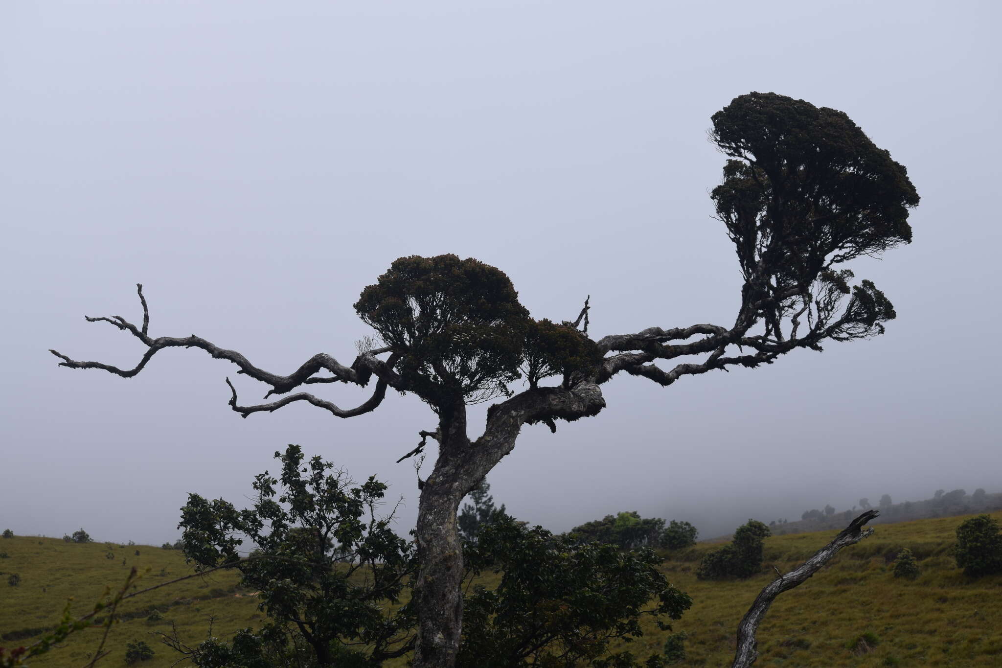 Image of Rhododendron arboreum subsp. zeylanicum (Booth) Tagg