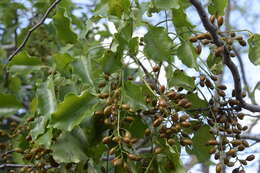 Image of Florida poisontree