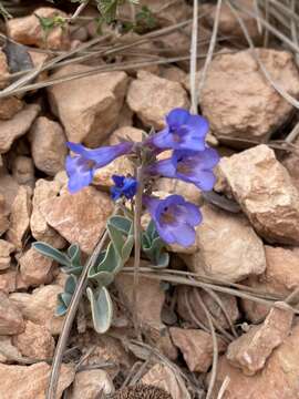 Image of Red Canyon beardtongue