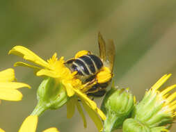 Image of Andrena flavipes Panzer 1799