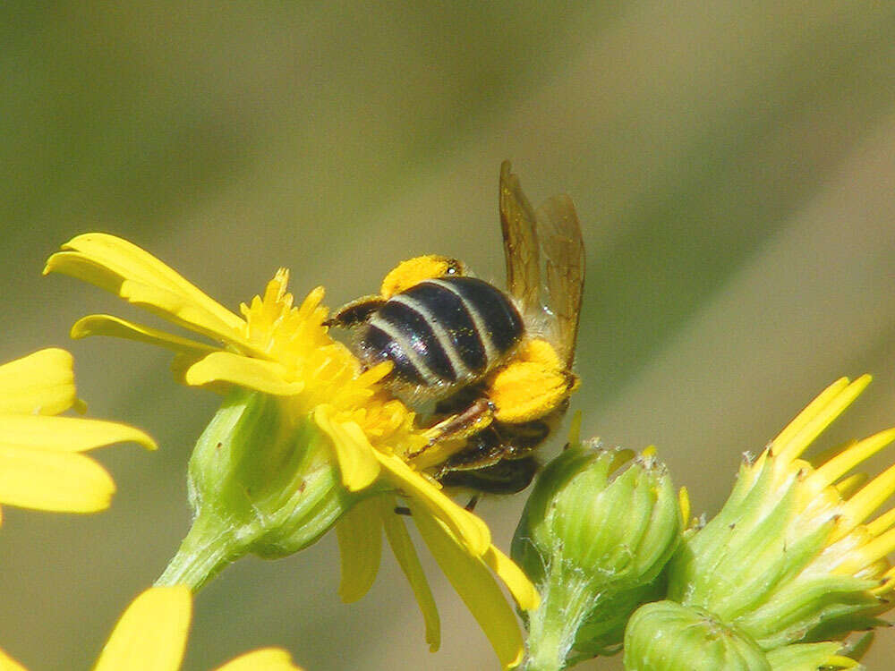 Image of Andrena flavipes Panzer 1799