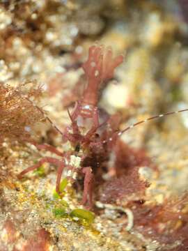 Image de Lebbeus lagunae (Schmitt 1921)