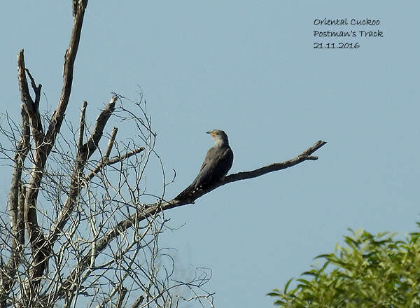 Image of Oriental Cuckoo