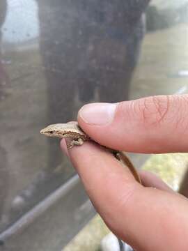 Image of Shore skink