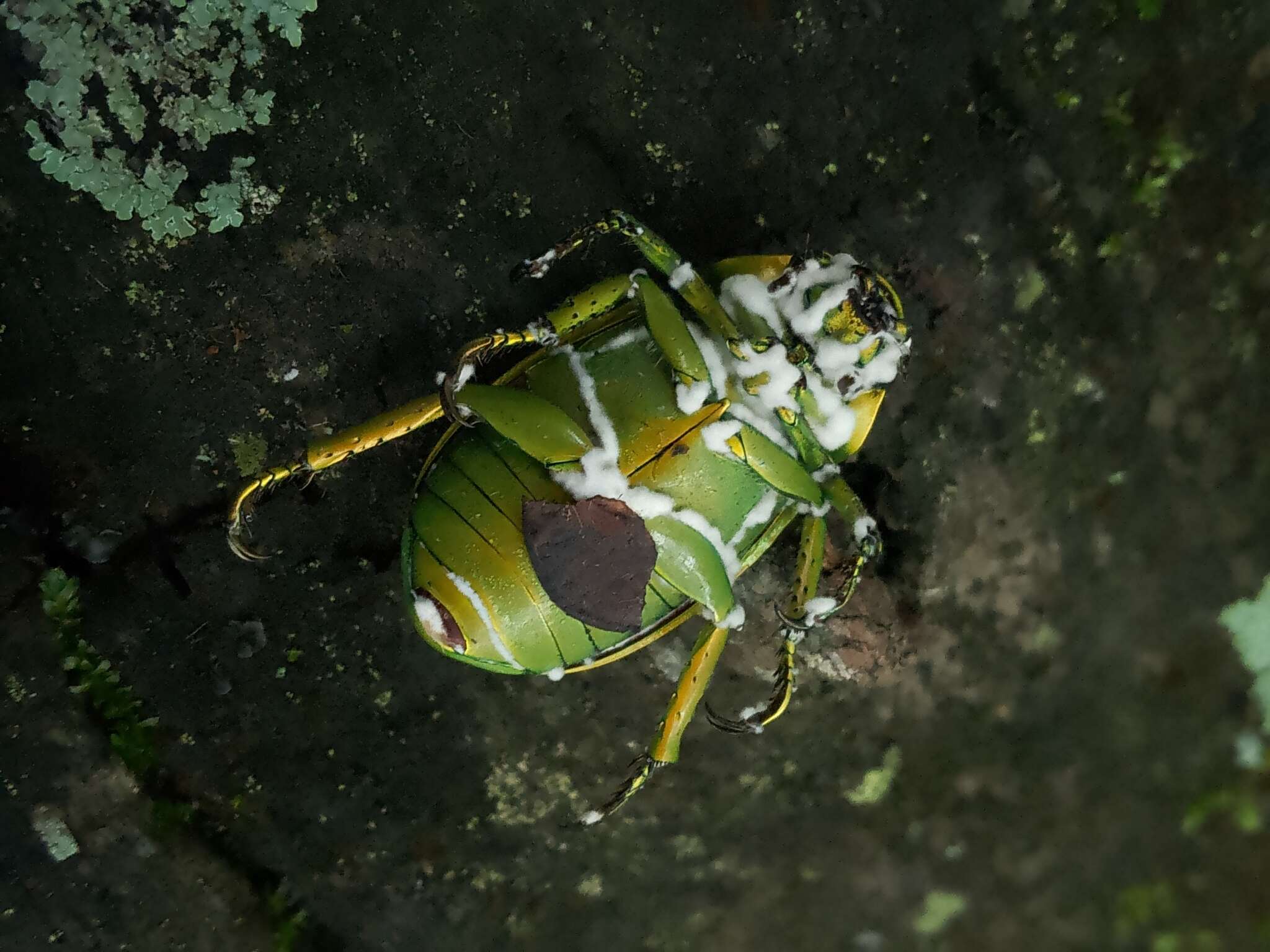 Sivun Chrysina psittacina (Sturm 1843) kuva