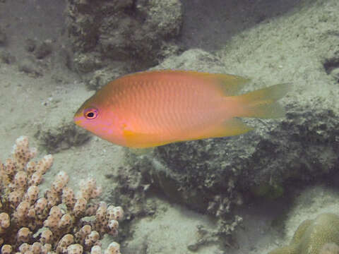 Image of Ambon damsel