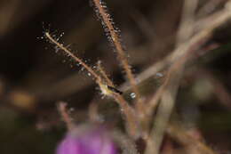 Image of Byblis filifolia Planch.