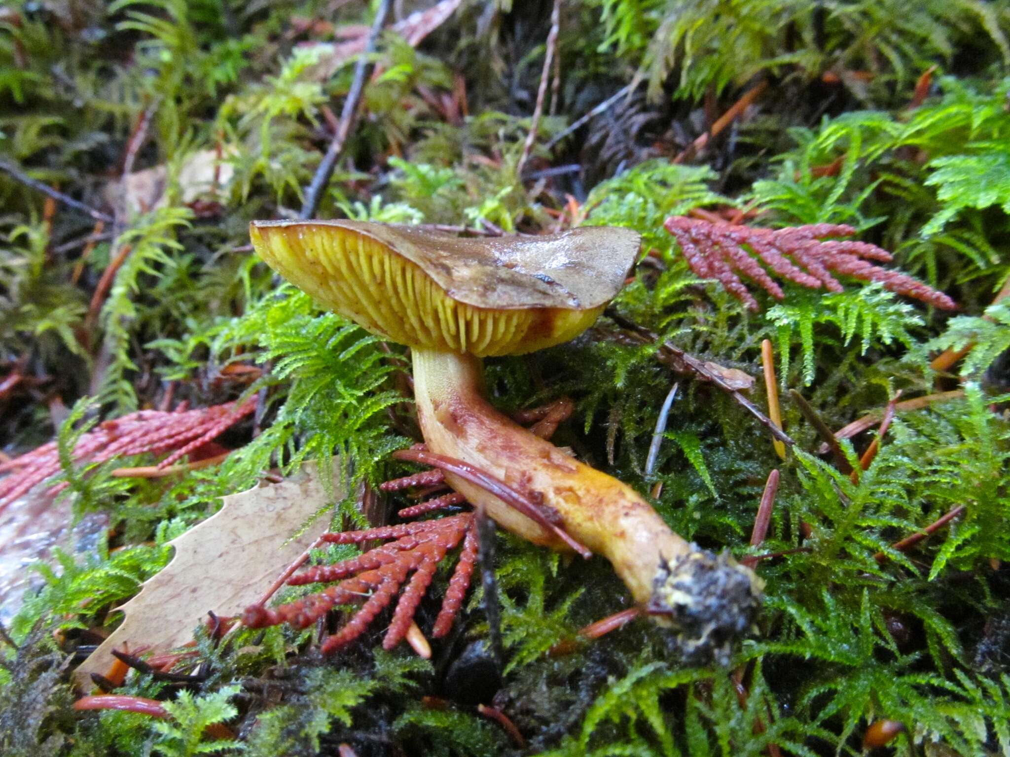 Imagem de Phylloporus arenicola A. H. Sm. & Trappe 1972