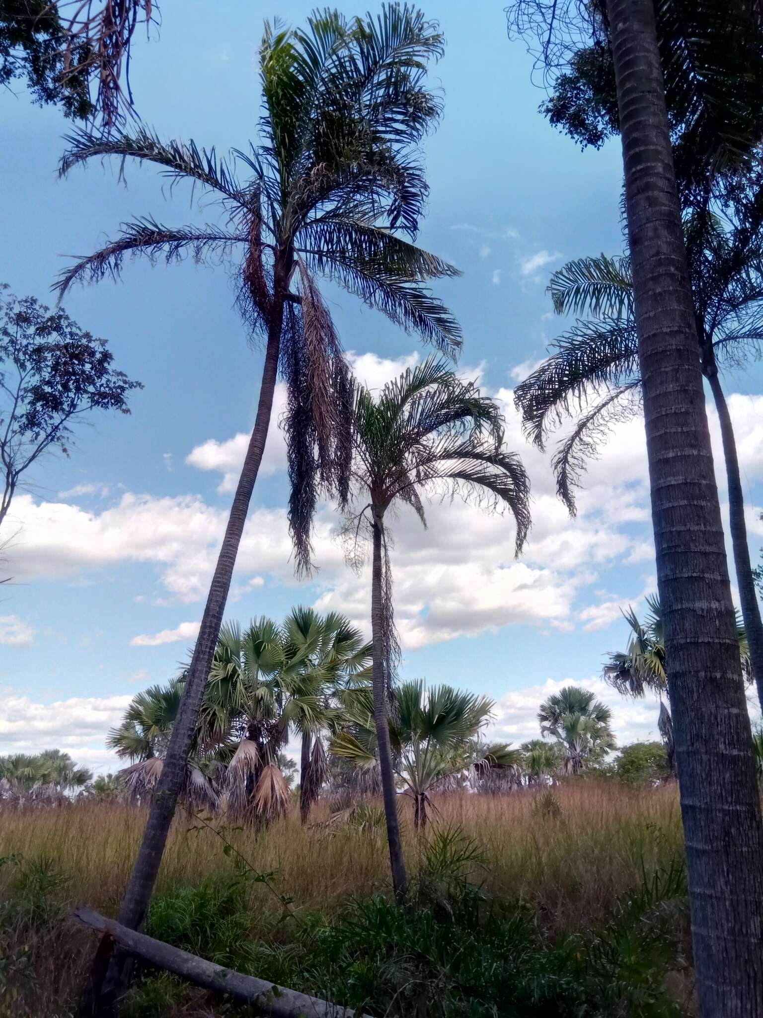 Image of Dypsis madagascariensis (Becc.) Beentje & J. Dransf.