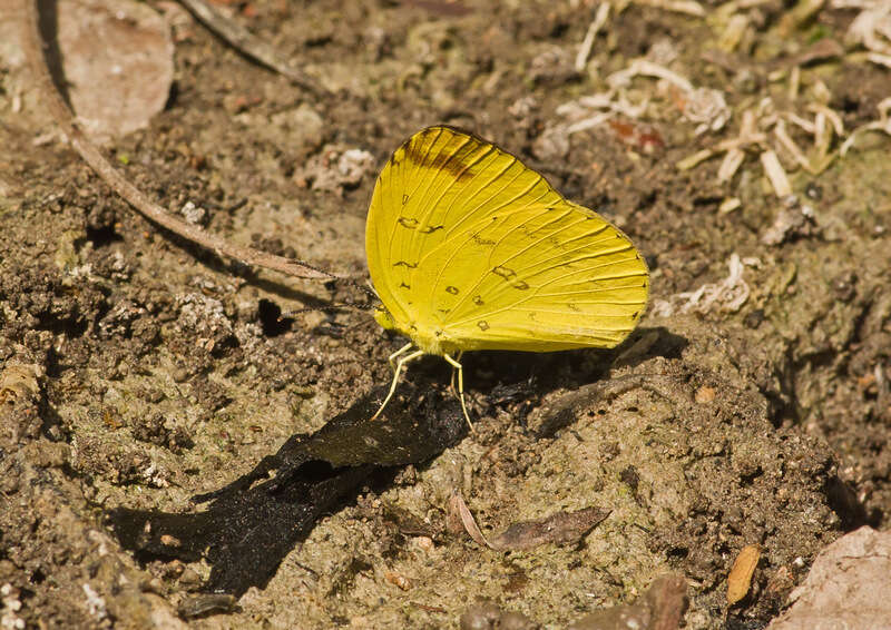 Image de Eurema blanda (Boisduval 1836)