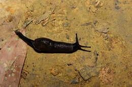 Image of Yellow-shelled semi-slugs