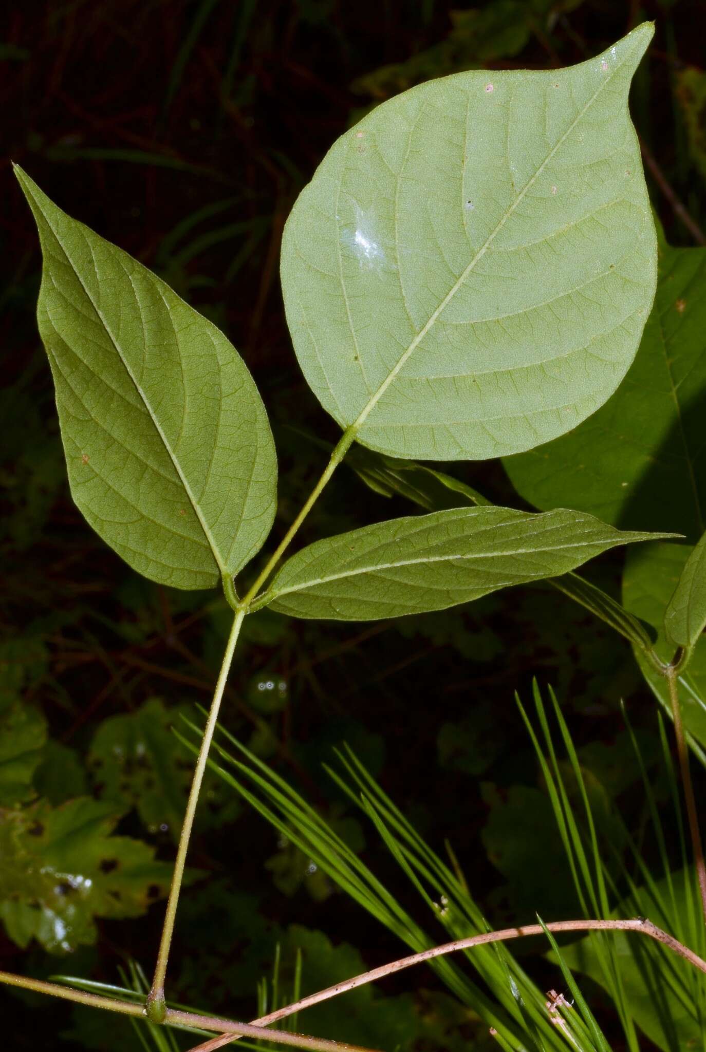 Plancia ëd Lackeya multiflora (Torr. & A. Gray) Fortunato et al.