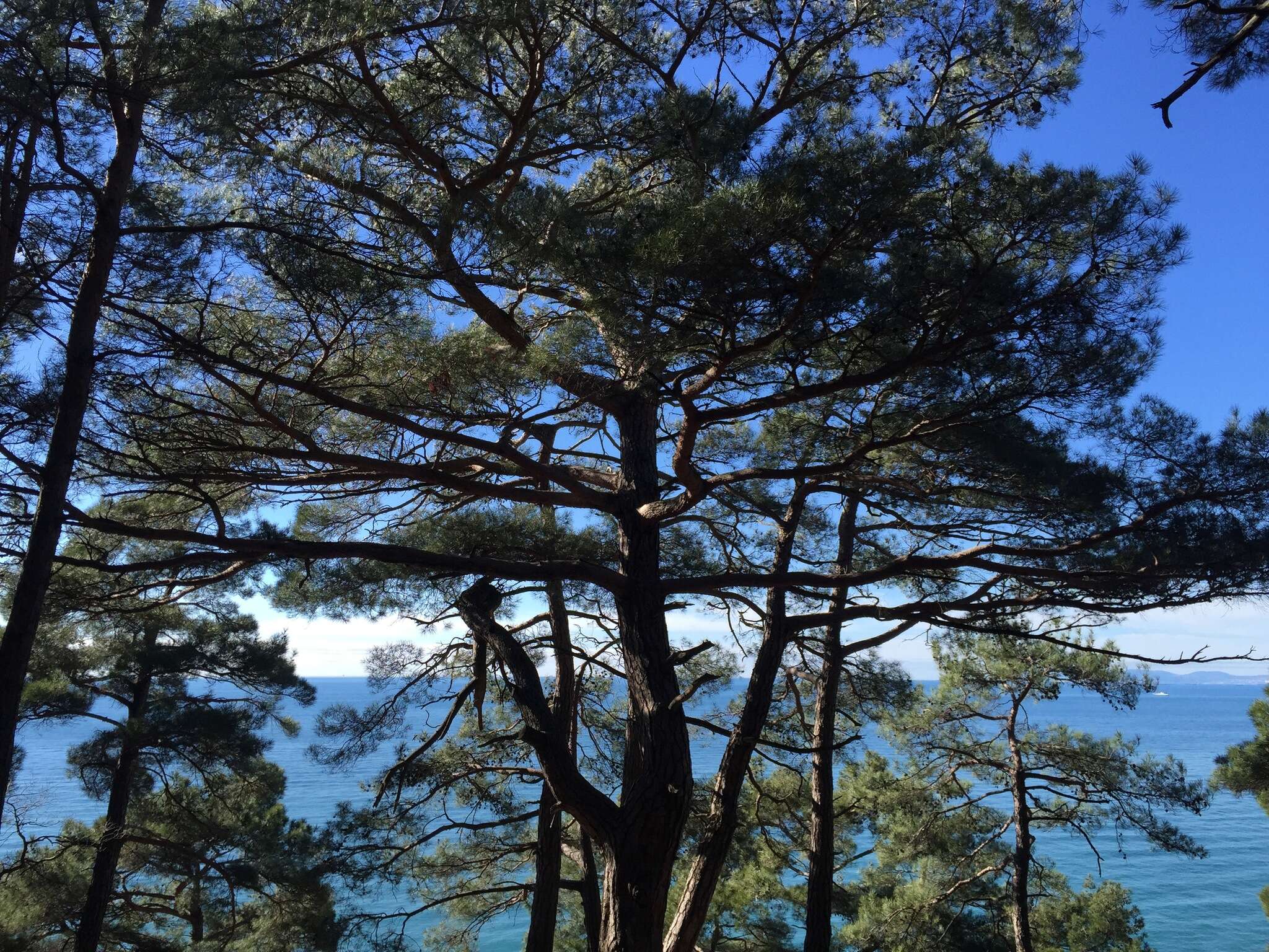 Image of Pinus brutia var. pityusa (Steven) Silba