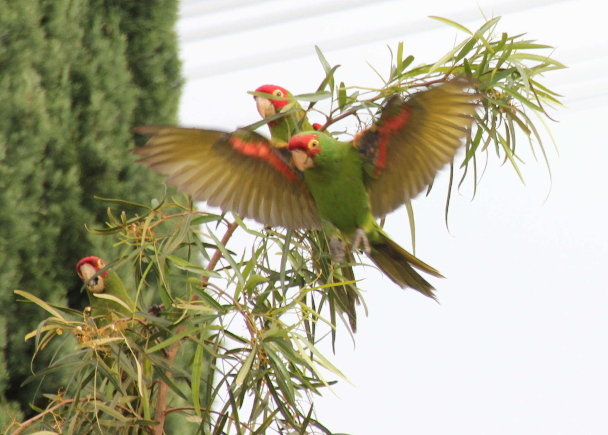 Image of Red-masked Conure