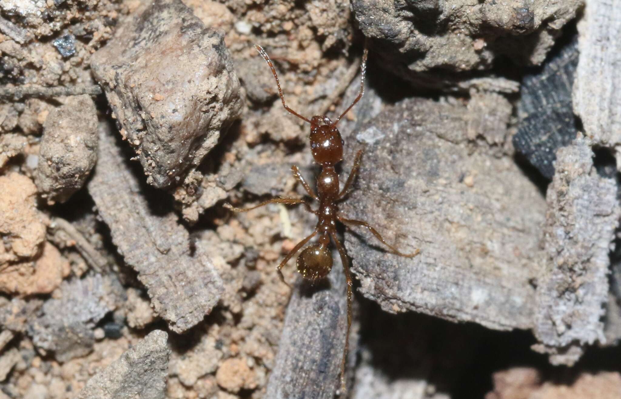 Слика од Aphaenogaster longiceps (Smith 1858)