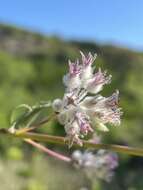 Image of Condea laniflora (Benth.) Harley & J. F. B. Pastore