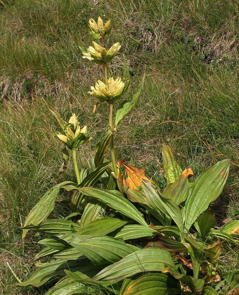 Image of Gentiana burseri subsp. burseri