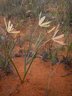 Image of Geissorhiza exscapa (Thunb.) Goldblatt