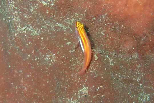 Image of Neon dwarfgoby