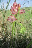 Image of Eulophia huttonii Rolfe