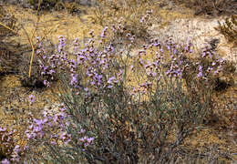 Sivun Limonium suffruticosum (L.) Kuntze kuva