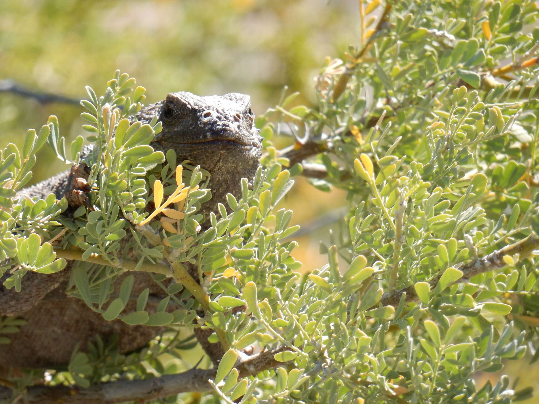 Image of Angel Island chuckwalla