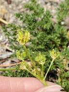 Imagem de Pteryxia terebinthina var. californica (Coult. & Rose) Mathias