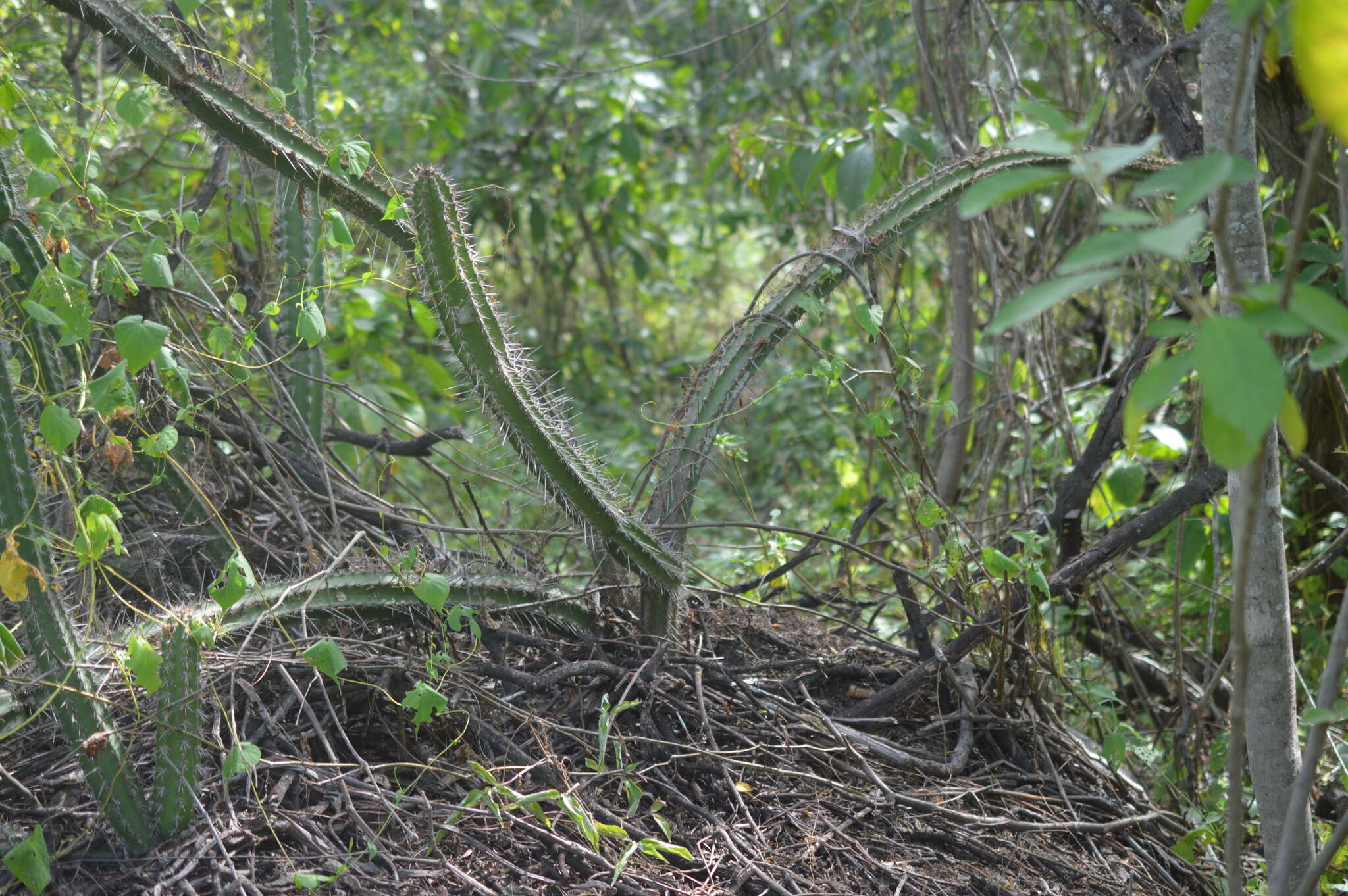 Image of Praecereus euchlorus subsp. diffusus (Britton & Rose) N. P. Taylor