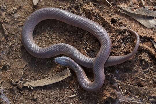 Image of Variable Black-naped Snake