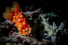 Image of Yellow spot fat red slug