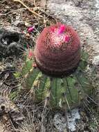 Melocactus ernestii Vaupel resmi