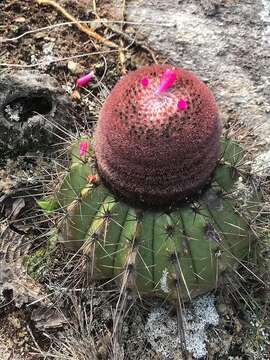 Melocactus ernestii Vaupel resmi