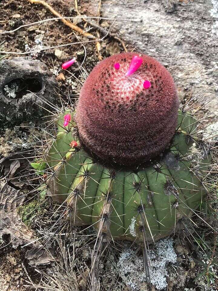 Melocactus ernestii Vaupel resmi