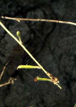 Image of <i>Indigofera <i>schimperi</i></i> Jaub. & Spach var. schimperi