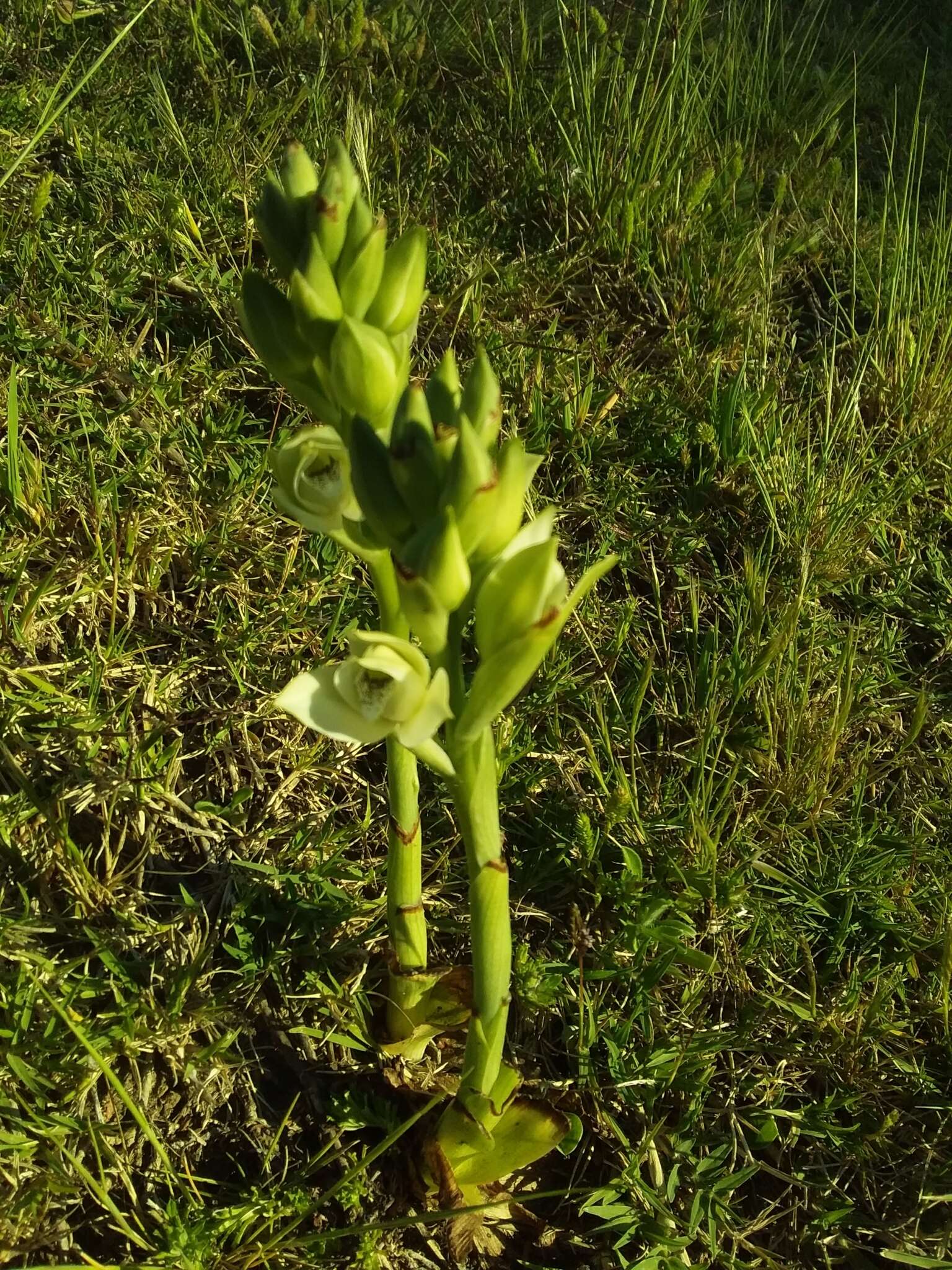 Image of Chloraea membranacea Lindl.