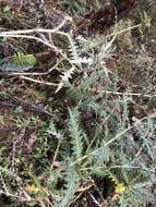 Plancia ëd Cirsium taiwanense Y. H. Tseng & Chih Y. Chang