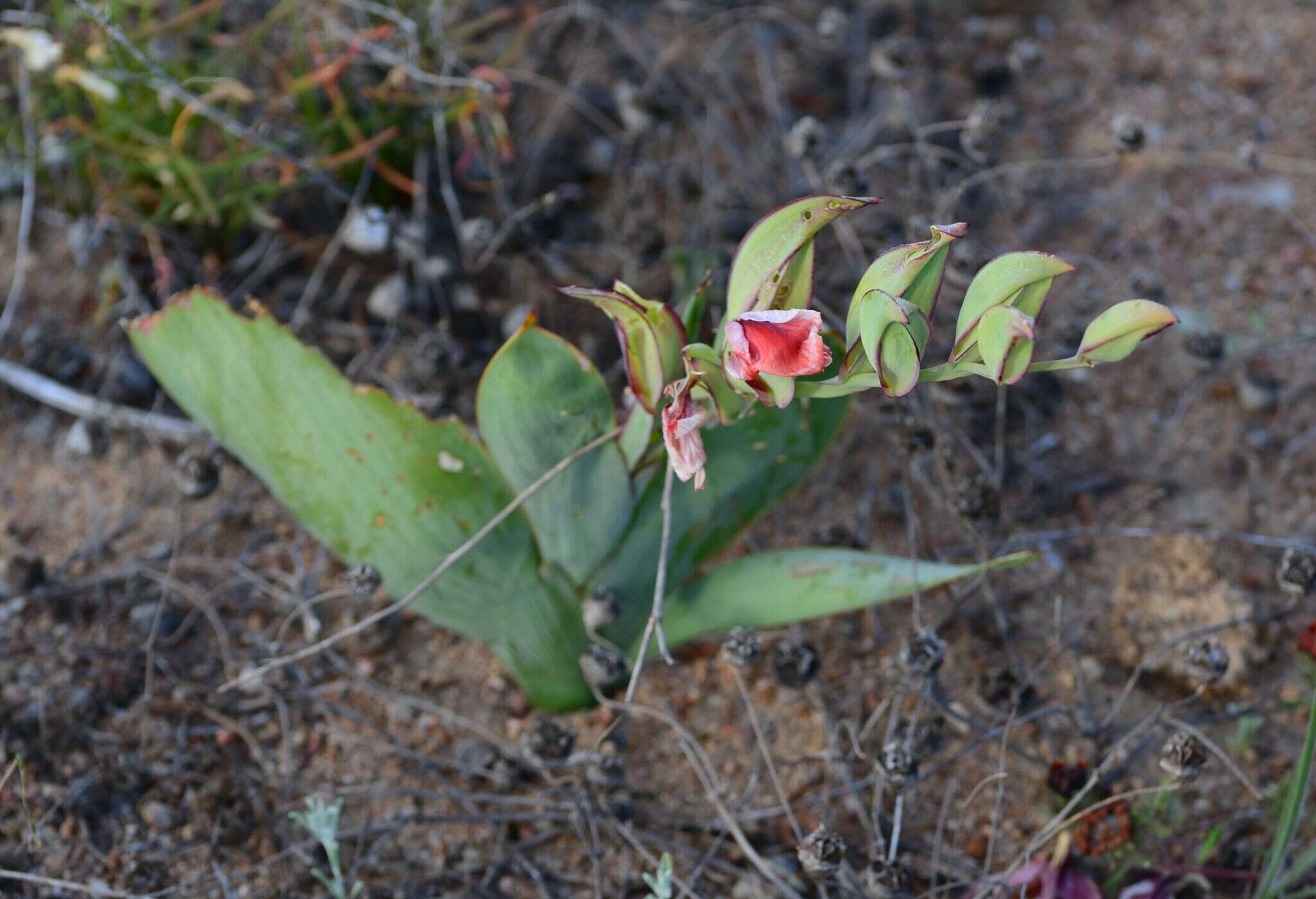 Image of Gladiolus equitans Thunb.