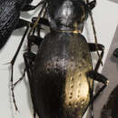 Carabus (Oreocarabus) sui Imura & Zhou 1998 resmi