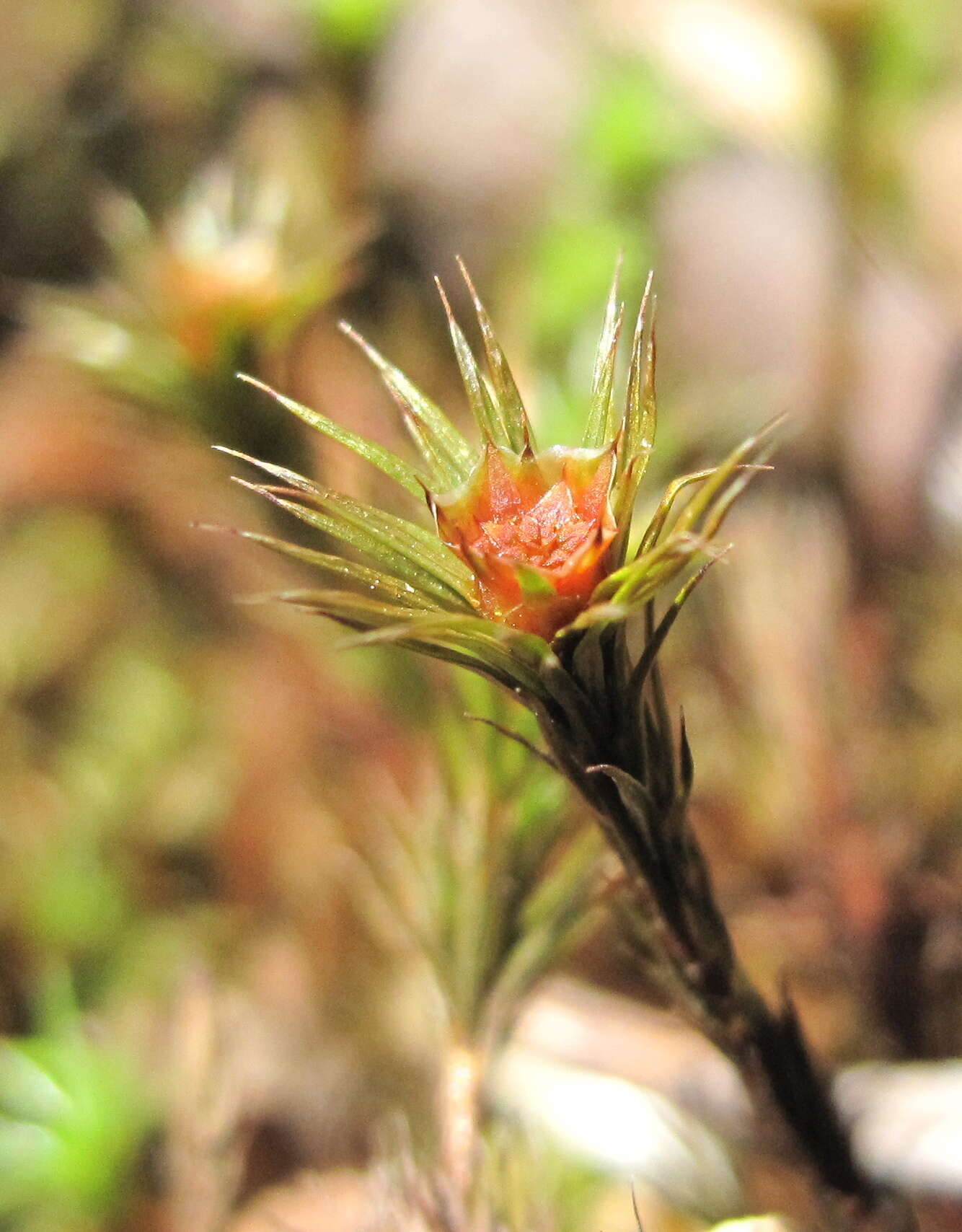 Слика од Polytrichum juniperinum Hedwig 1801