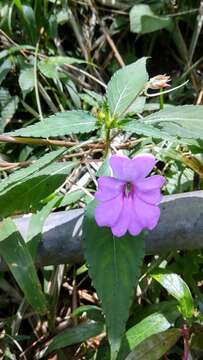 Image of Broad-petaled Balsam