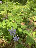 Image of Delphinium anthriscifolium Hance