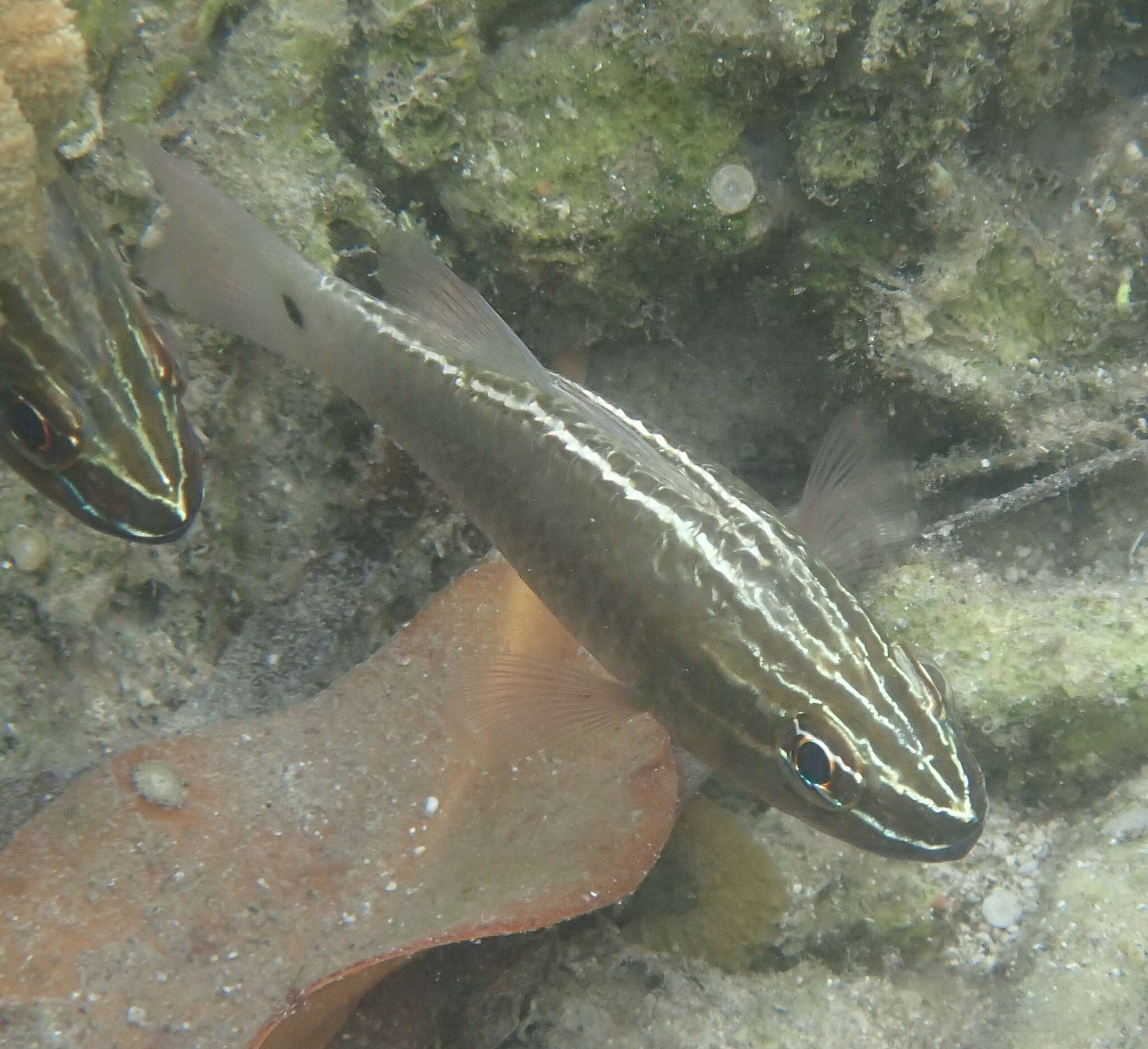 Image of Cardinal fish