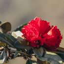 Rhododendron delavayi Franch. resmi