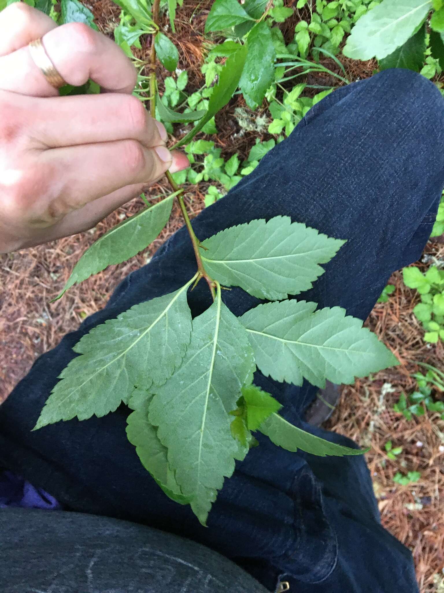 Imagem de <i>Crataegus gaylussacia</i>