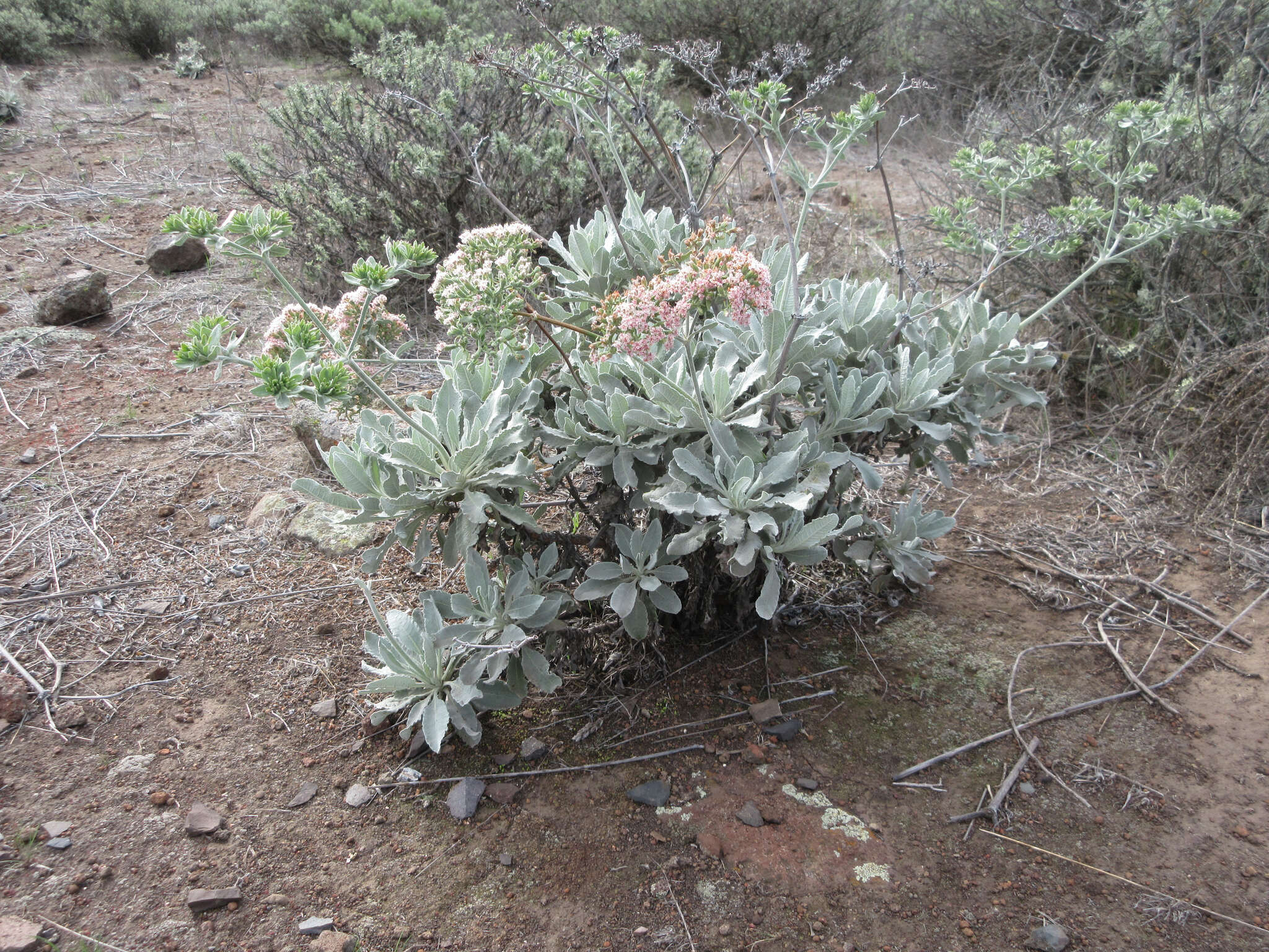 Imagem de Eriogonum giganteum var. formosum K. Brandegee