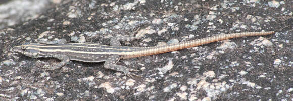 Image of Platysaurus intermedius wilhelmi Hewitt 1909