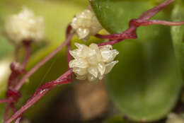 Image of Cuscuta palaestina Boiss.