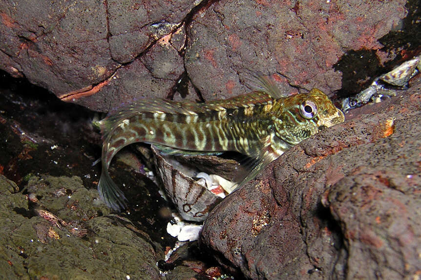 Image of Coral Blenny